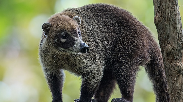 coati mexico