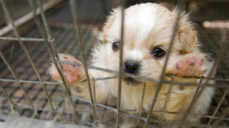 should puppy mills be illegal