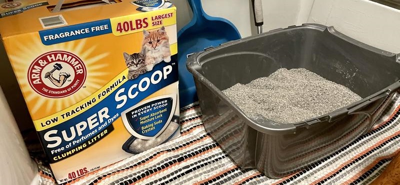 what is the best cat litter for odor