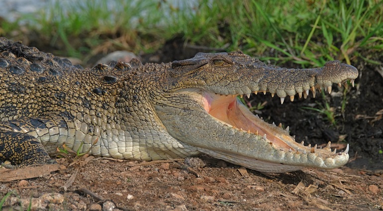 How Does the Skin Color of Crocodiles Help Them Survive?