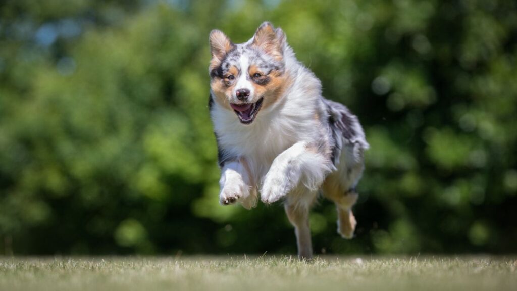 Australian Shepherd Appearance