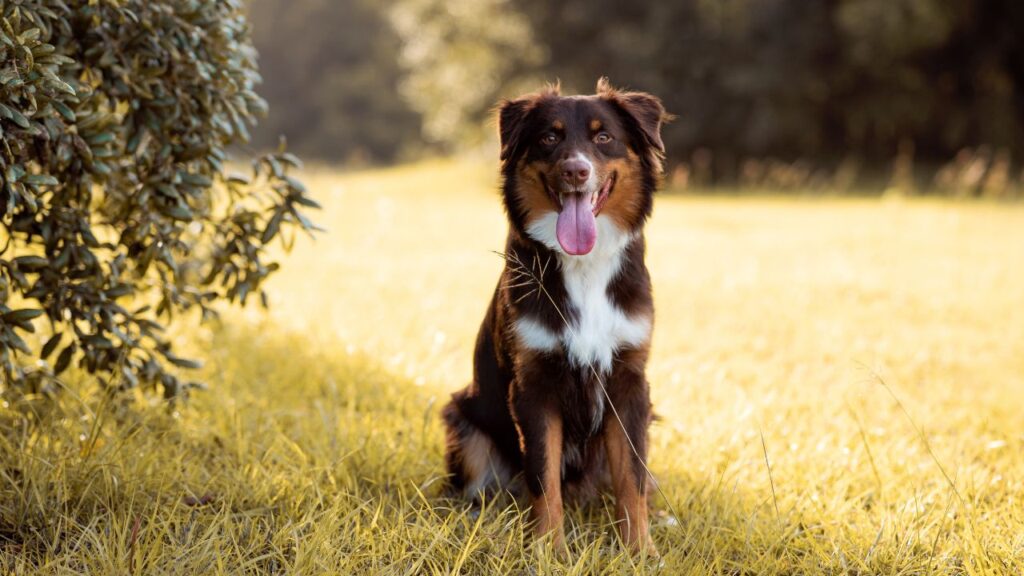Australian Shepherd Temperament and Personality