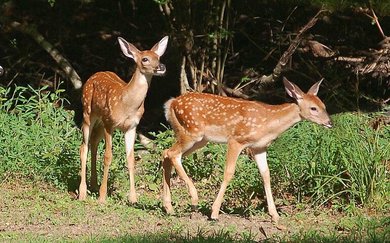  Fewer bucks harvested