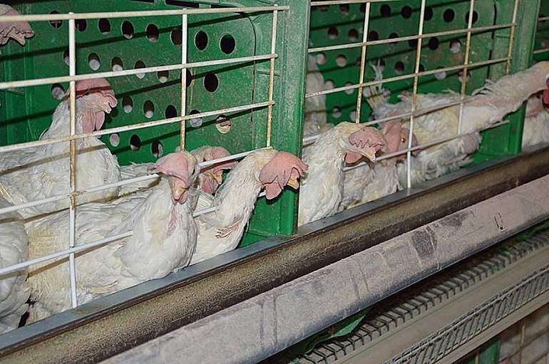 end factory farming cruelty