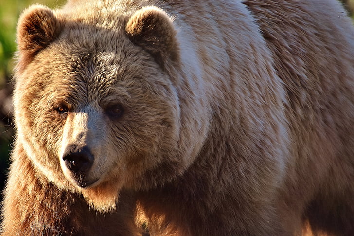 Fatal grizzly attack renews debate over how many bears are too many - OPB