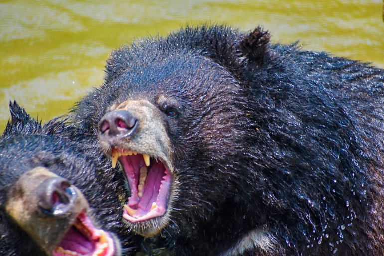 Fatal grizzly attack renews debate over how many bears are too many - OPB