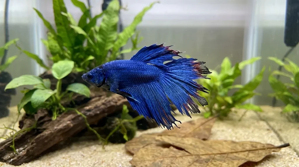 Older Bettas like Resting at the Bottom