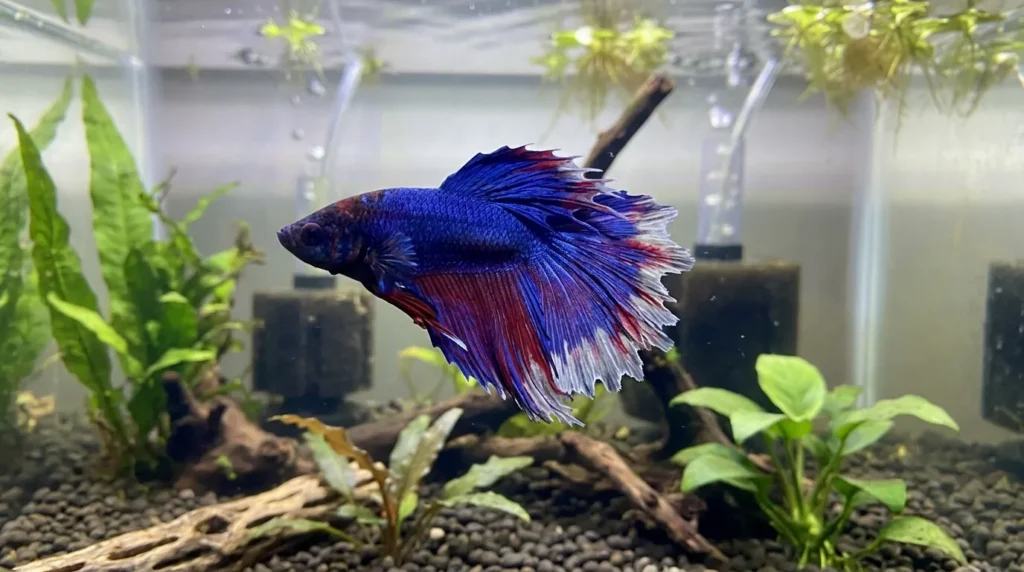 Fin Rot (Bacterial and/or Fungal)