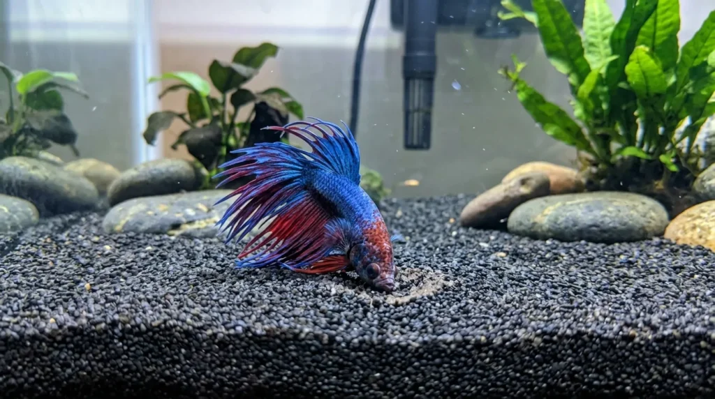 Betta_fish_
