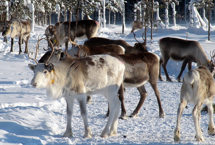 caribou deer