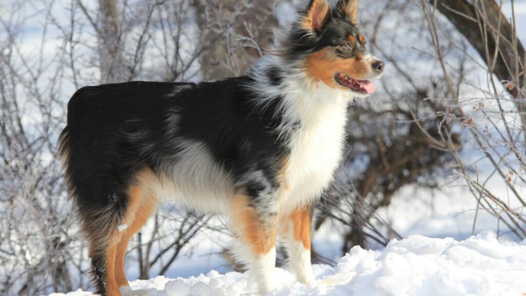 Black Australian Shepherd