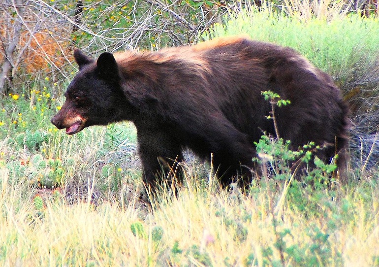 black bear attacks per year
