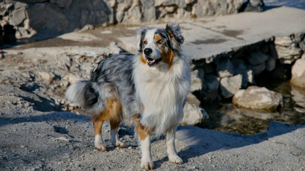 Blue Merle Australian Shepherd