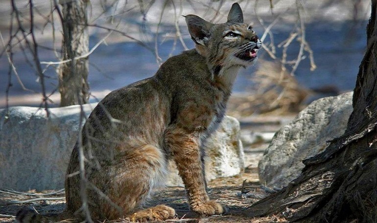 The Canadian Lynx is medium sized cat (family Felidae) that lives in Canada  and the Northern USA (including Alaska). They have long legs and large  broad paws that are covered in fur.