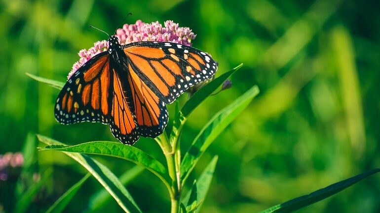 are butterflies insects
