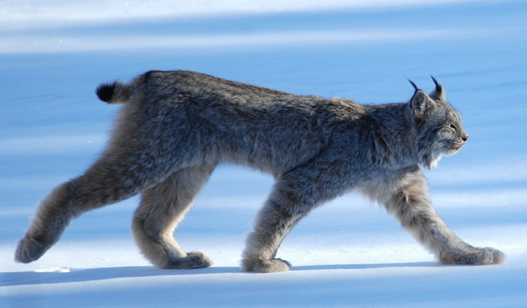 domestic lynx cat