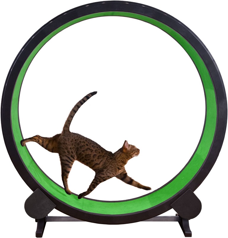 One Fast Cat Exercise Wheel