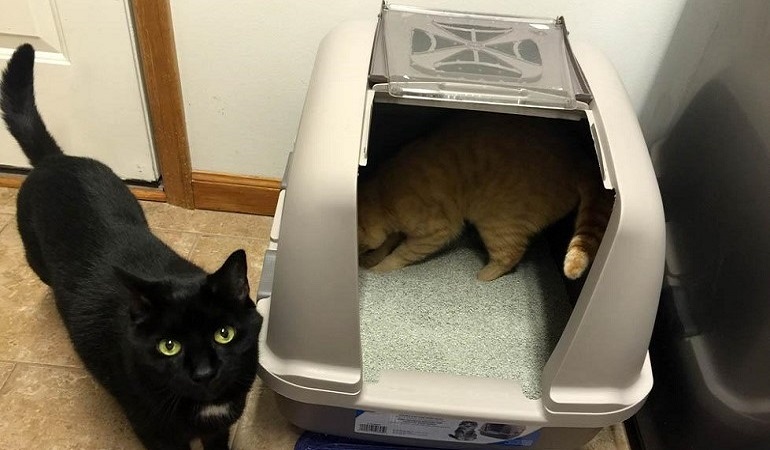 cat litter boxes for multiple cats