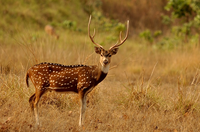 Deer Animal Facts, Information, Habitat, Species & Lifespan Deer Animal Facts, Information, Habitat, Species & Lifespan