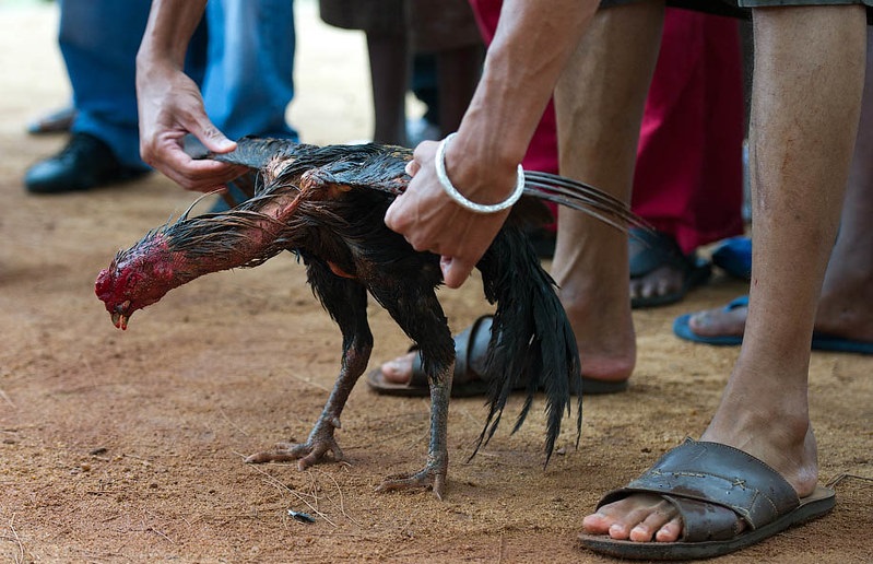 best rooster breeds for fighting