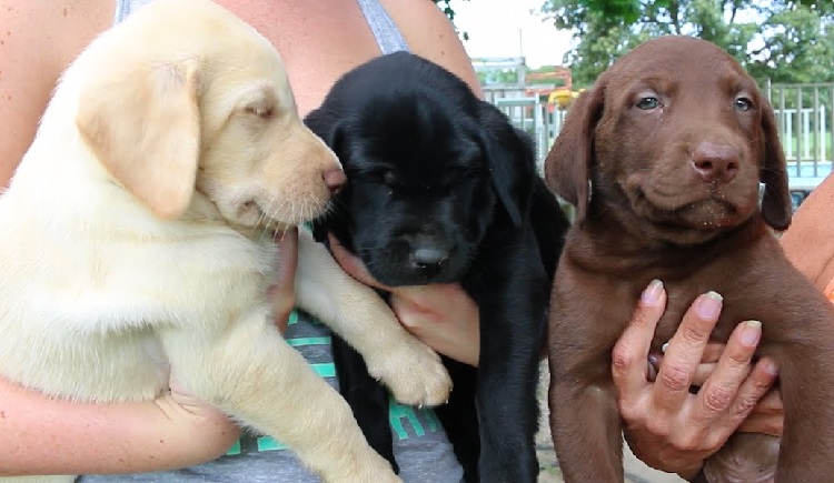 what color of labrador is the smartest