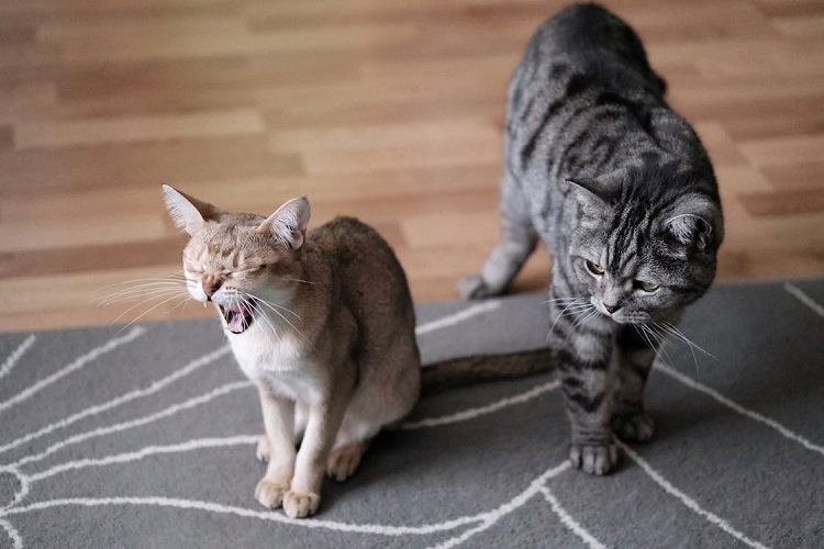 how many cats