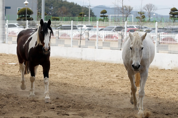 illegal horse slaughter