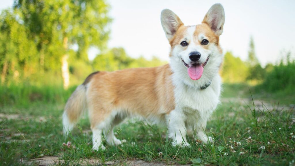 Corgi Breed Physical Traits and Characteristics