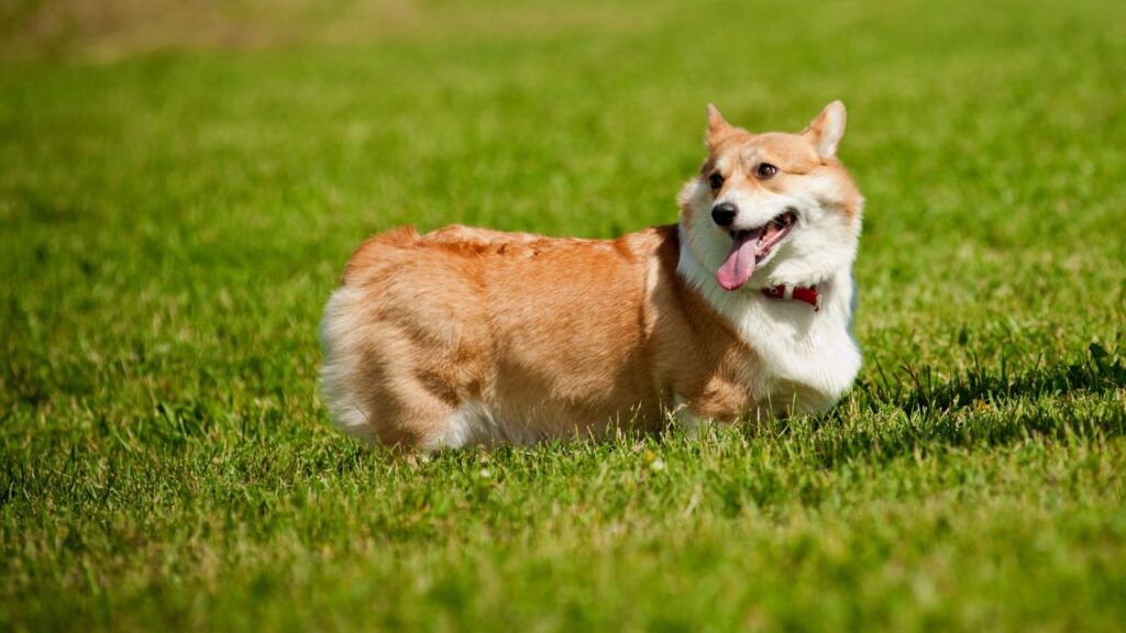 Corgi Dogs Food and Diet