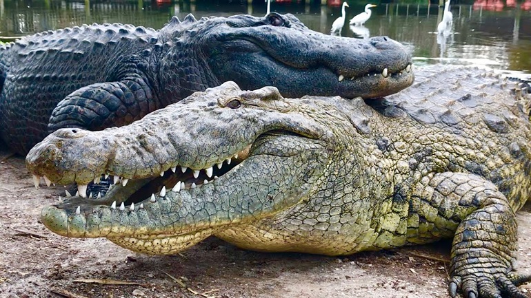 Bitten by love for crocodiles, reptile farmer is scaling up