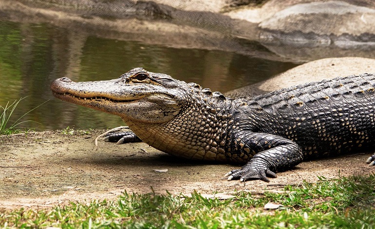 Crocodile tears' are surprisingly similar to our own