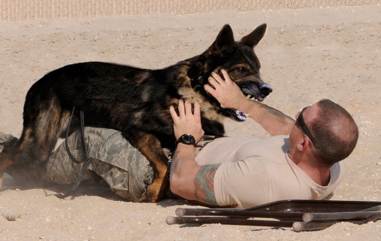 dogs biting humans
