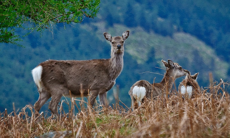 deer accidents
