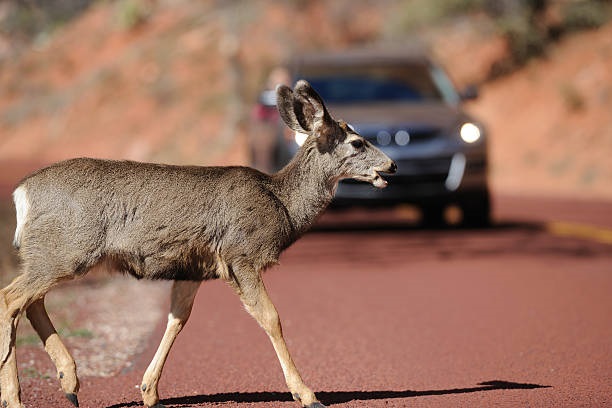 deer car crashes
