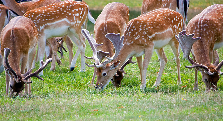 deer herds