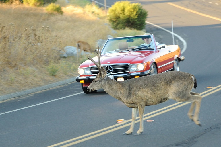 deer collisions
