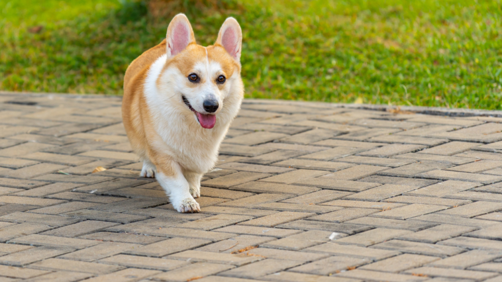 Degenerative Myelopathy (DM)