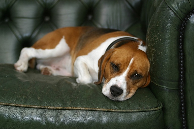 Dog sick from eating best sale cat poop