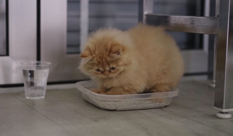 Cat playing in litter box hotsell