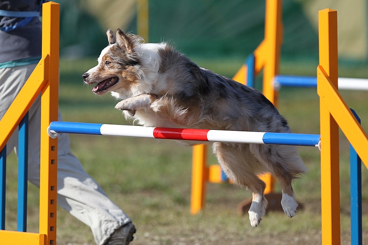 17 Dogs and Cats Who Are Ready for NFL Football - Vetstreet