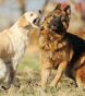 dogfights