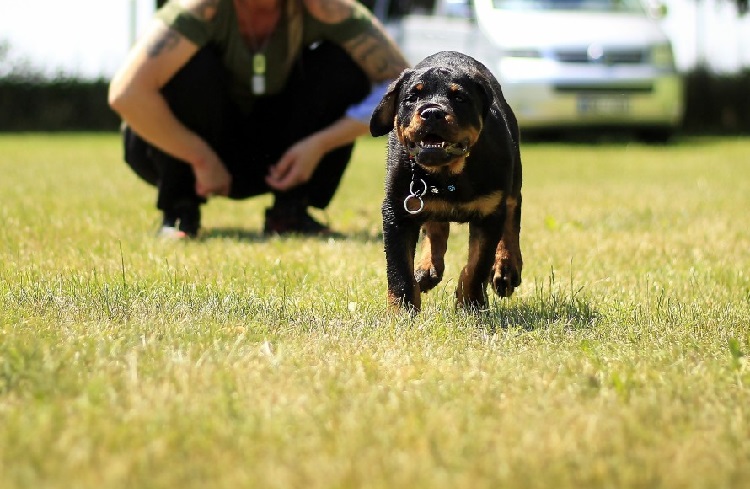 https://worldanimalfoundation.org/wp-content/uploads/2023/01/Dogs-Can-Assist-in-Decreasing-Anxiety-review.jpg