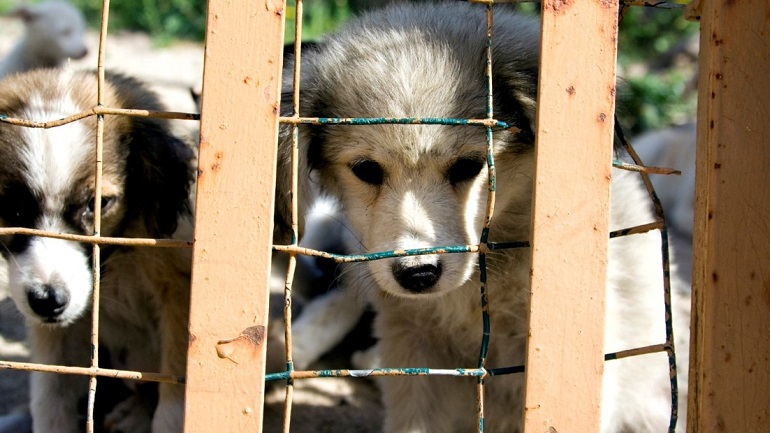 stop puppy mill dogs