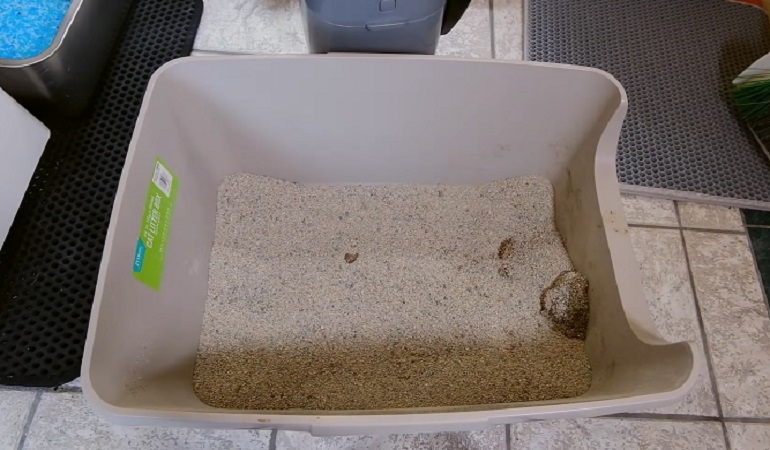 cat digging in litter box