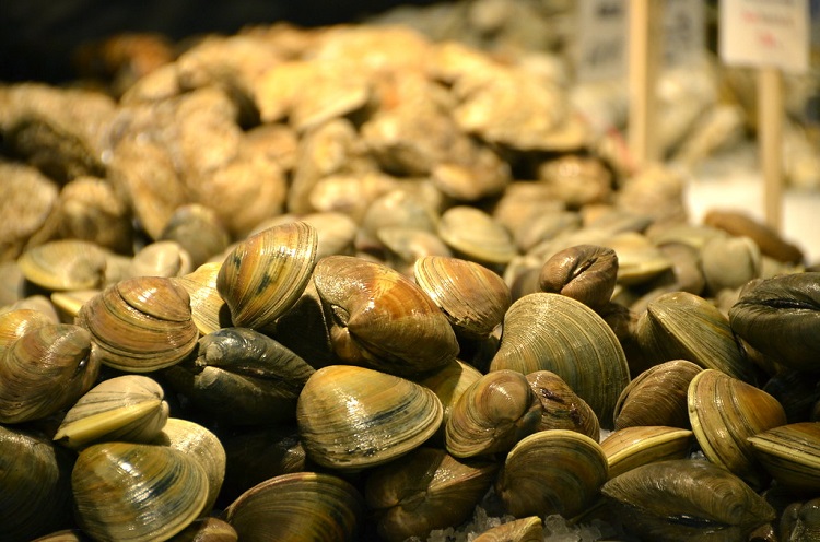 Clams – Anatomy, Ecology, Types, And Even Recipes