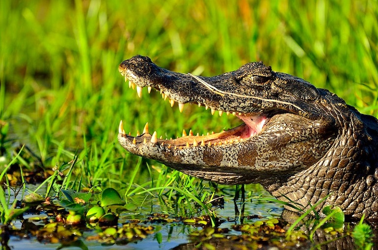 Rare Blue Eyed Albino Alligator (HISSING) 