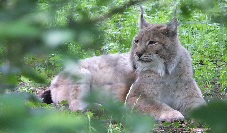 ☆ Canadian lynx therian ☆  Cat background, Lynx, Maybe in another life