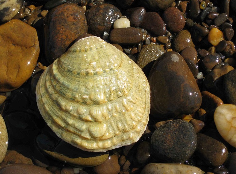 clam in shell