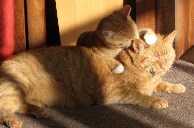 how many cats are there in the world