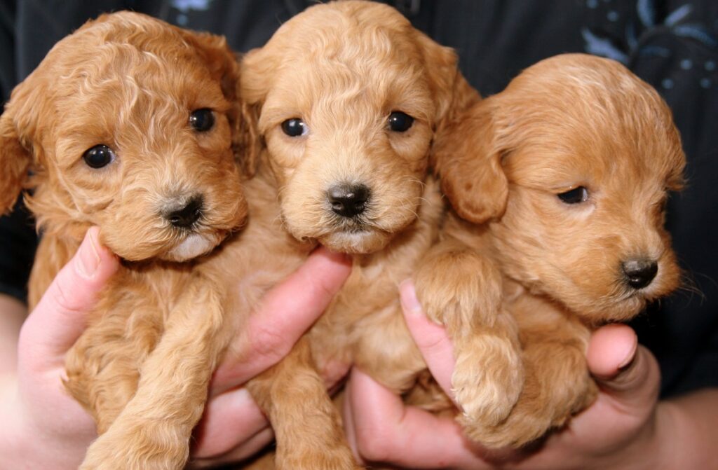 what are mini goldendoodles